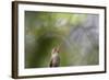 A Gilded Hummingbird Waits on a Branch in a Jungle-Alex Saberi-Framed Photographic Print