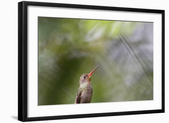 A Gilded Hummingbird Waits on a Branch in a Jungle-Alex Saberi-Framed Photographic Print