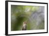 A Gilded Hummingbird Waits on a Branch in a Jungle-Alex Saberi-Framed Photographic Print