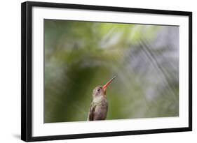 A Gilded Hummingbird Waits on a Branch in a Jungle-Alex Saberi-Framed Photographic Print