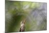 A Gilded Hummingbird Waits on a Branch in a Jungle-Alex Saberi-Mounted Photographic Print