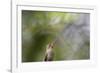 A Gilded Hummingbird Waits on a Branch in a Jungle-Alex Saberi-Framed Photographic Print