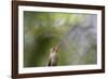 A Gilded Hummingbird Waits on a Branch in a Jungle-Alex Saberi-Framed Photographic Print