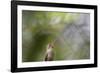 A Gilded Hummingbird Waits on a Branch in a Jungle-Alex Saberi-Framed Photographic Print