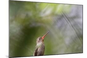 A Gilded Hummingbird Waits on a Branch in a Jungle-Alex Saberi-Mounted Photographic Print