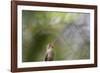 A Gilded Hummingbird Waits on a Branch in a Jungle-Alex Saberi-Framed Photographic Print