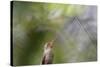 A Gilded Hummingbird Waits on a Branch in a Jungle-Alex Saberi-Stretched Canvas