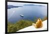 A ginger cat resting on a wall, overlooking a cruise ship in the Aegean Sea, Santorini, Cyclades-Ed Hasler-Framed Photographic Print