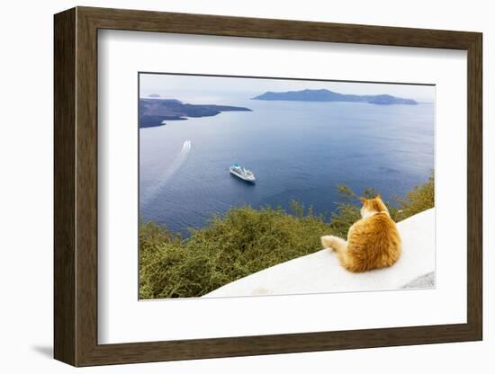 A ginger cat resting on a wall, overlooking a cruise ship in the Aegean Sea, Santorini, Cyclades-Ed Hasler-Framed Photographic Print