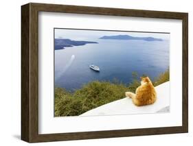 A ginger cat resting on a wall, overlooking a cruise ship in the Aegean Sea, Santorini, Cyclades-Ed Hasler-Framed Photographic Print