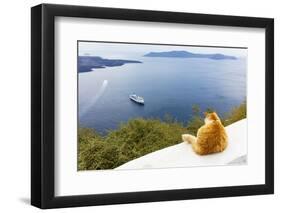 A ginger cat resting on a wall, overlooking a cruise ship in the Aegean Sea, Santorini, Cyclades-Ed Hasler-Framed Photographic Print