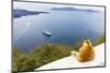 A ginger cat resting on a wall, overlooking a cruise ship in the Aegean Sea, Santorini, Cyclades-Ed Hasler-Mounted Photographic Print