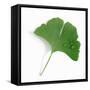 A Ginkgo Leaf with Drops of Water-Alexander Feig-Framed Stretched Canvas