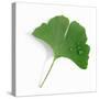 A Ginkgo Leaf with Drops of Water-Alexander Feig-Stretched Canvas