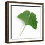 A Ginkgo Leaf with Drops of Water-Alexander Feig-Framed Premium Photographic Print