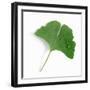 A Ginkgo Leaf with Drops of Water-Alexander Feig-Framed Premium Photographic Print