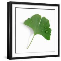 A Ginkgo Leaf with Drops of Water-Alexander Feig-Framed Photographic Print