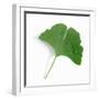 A Ginkgo Leaf with Drops of Water-Alexander Feig-Framed Photographic Print