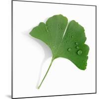 A Ginkgo Leaf with Drops of Water-Alexander Feig-Mounted Photographic Print