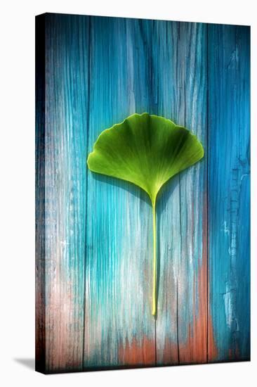 A Ginkgo Leaf-Philippe Sainte-Laudy-Stretched Canvas