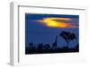 A Giraffe At Sunset-Mario Moreno-Framed Photographic Print