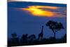 A Giraffe At Sunset-Mario Moreno-Mounted Photographic Print