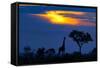 A Giraffe At Sunset-Mario Moreno-Framed Stretched Canvas