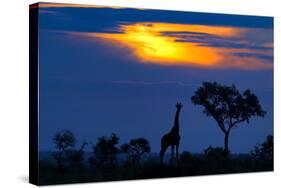 A Giraffe At Sunset-Mario Moreno-Stretched Canvas