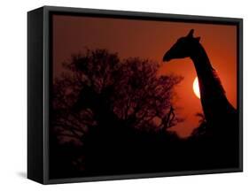 A Giraffe Head Silhouetted in Front of the Setting Sun.-Karine Aigner-Framed Stretched Canvas