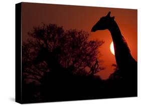 A Giraffe Head Silhouetted in Front of the Setting Sun.-Karine Aigner-Stretched Canvas