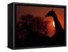 A Giraffe Head Silhouetted in Front of the Setting Sun.-Karine Aigner-Framed Stretched Canvas