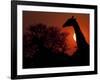 A Giraffe Head Silhouetted in Front of the Setting Sun.-Karine Aigner-Framed Photographic Print