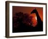 A Giraffe Head Silhouetted in Front of the Setting Sun.-Karine Aigner-Framed Photographic Print