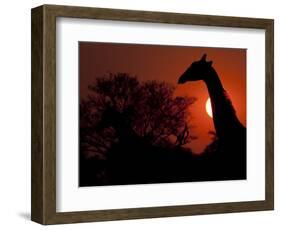 A Giraffe Head Silhouetted in Front of the Setting Sun.-Karine Aigner-Framed Photographic Print