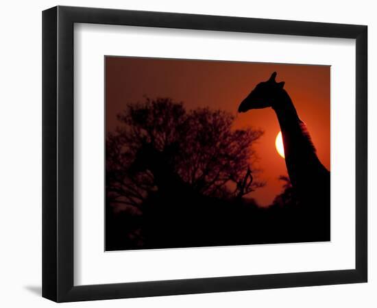 A Giraffe Head Silhouetted in Front of the Setting Sun.-Karine Aigner-Framed Photographic Print