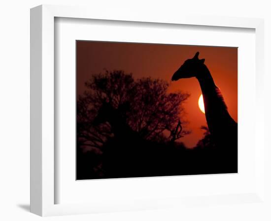 A Giraffe Head Silhouetted in Front of the Setting Sun.-Karine Aigner-Framed Photographic Print