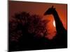 A Giraffe Head Silhouetted in Front of the Setting Sun.-Karine Aigner-Mounted Photographic Print