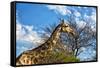 A Giraffe in Front of A Tree-photogallet-Framed Stretched Canvas