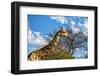 A Giraffe in Front of A Tree-photogallet-Framed Photographic Print