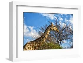 A Giraffe in Front of A Tree-photogallet-Framed Photographic Print