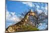 A Giraffe in Front of A Tree-photogallet-Mounted Photographic Print
