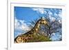 A Giraffe in Front of A Tree-photogallet-Framed Photographic Print