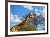 A Giraffe in Front of A Tree-photogallet-Framed Photographic Print