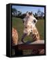 A Giraffe Licking Its Lips in Busch Gardens Serengeti Safari Park, Orlando Florida, November 2001-null-Framed Stretched Canvas