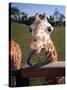 A Giraffe Licking Its Lips in Busch Gardens Serengeti Safari Park, Orlando Florida, November 2001-null-Stretched Canvas