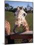 A Giraffe Licking Its Lips in Busch Gardens Serengeti Safari Park, Orlando Florida, November 2001-null-Mounted Photographic Print