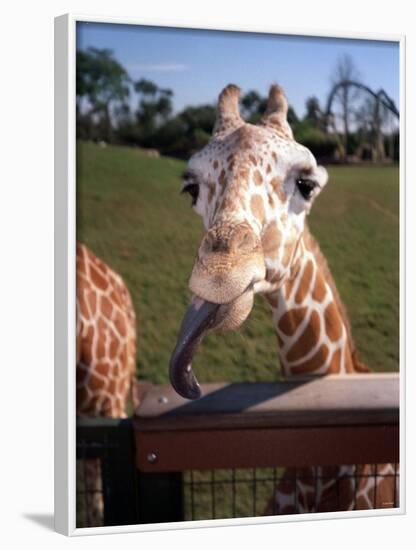 A Giraffe Licking Its Lips in Busch Gardens Serengeti Safari Park, Orlando Florida, November 2001-null-Framed Photographic Print