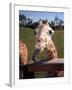 A Giraffe Licking Its Lips in Busch Gardens Serengeti Safari Park, Orlando Florida, November 2001-null-Framed Photographic Print