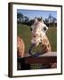 A Giraffe Licking Its Lips in Busch Gardens Serengeti Safari Park, Orlando Florida, November 2001-null-Framed Photographic Print