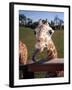 A Giraffe Licking Its Lips in Busch Gardens Serengeti Safari Park, Orlando Florida, November 2001-null-Framed Photographic Print